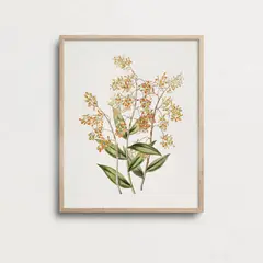 DECO DESIGN - Cuadro Botanico 30X40Cm