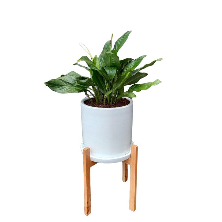 LIRIO DE PAZ EN MACETA Y PEDESTAL DE MADERA