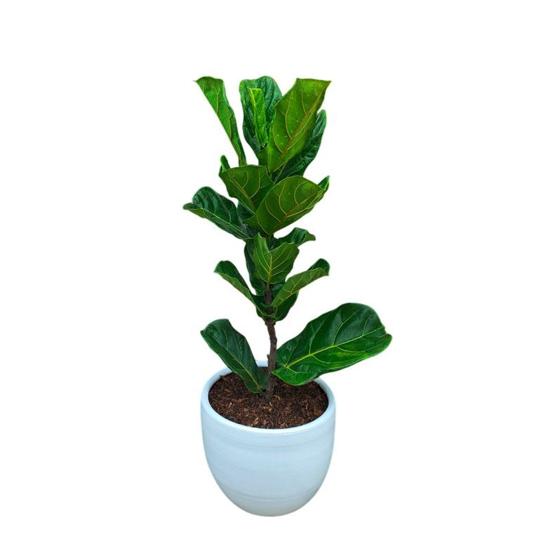 FICUS LYRATA EN MACETA HUEVO BLANCO DE ARCILLA