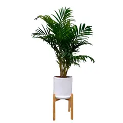 GENERICO - PALMERA HAWAIANA EN MACETA Y PEDESTAL DE MADERA