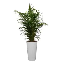 GENERICO - PALMERA HAWAIANA EN MACETA CONO BLANCO