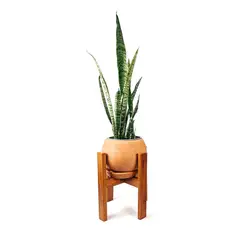 UN CUARTO VERDE - Parante de Madera para Plantas y Macetas hasta 20cm