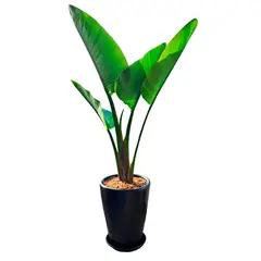 GENERICO - PALMERA STERLIZIA GIGANTE EN CONO NEGRO