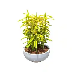 GENERICO - LUCKY BAMBOO EN MACETA CHINA BLANCA