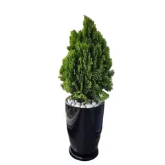 GENERICO - THUJA DORADA EN MACETA MALVA NEGRO