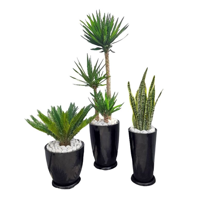 COMBO DE 3 PLANTAS DE EXTERIOR