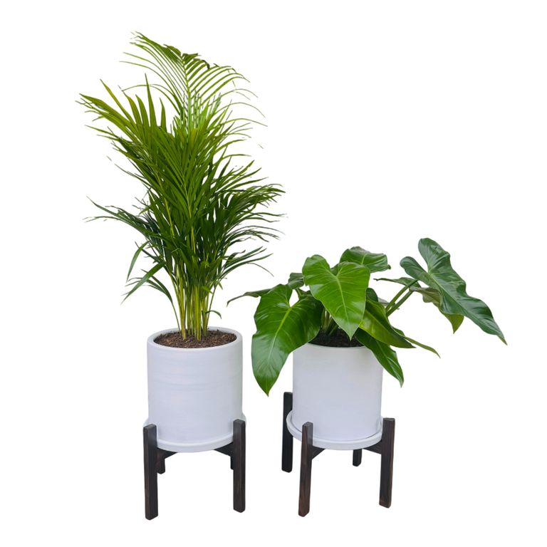 COMBO DE PALMERA HAWAIANA Y FILODENDRO WILSONI EN MACETA Y PEDESTAL