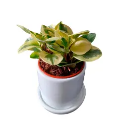 GENERICO - PEPEROMIA VARIEGADA EN MACETA CILINDRO BLANCO