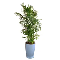 GENERICO - PALMERA BAMBU EN MACETA MALVA BLANCO