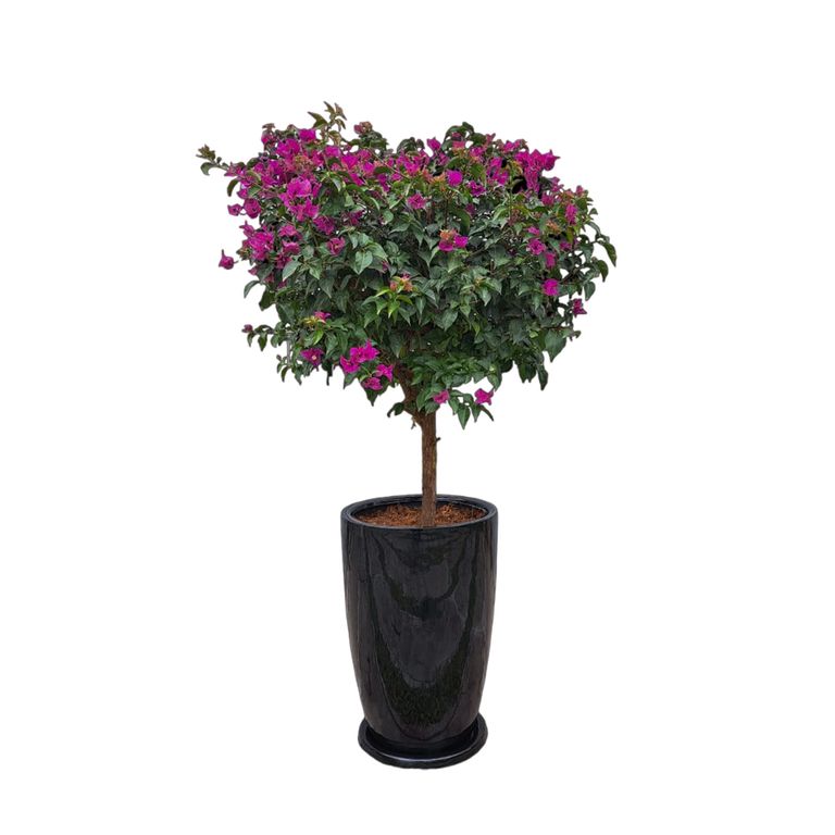BUGAMBILIA EN MACETA MALVA NEGRO