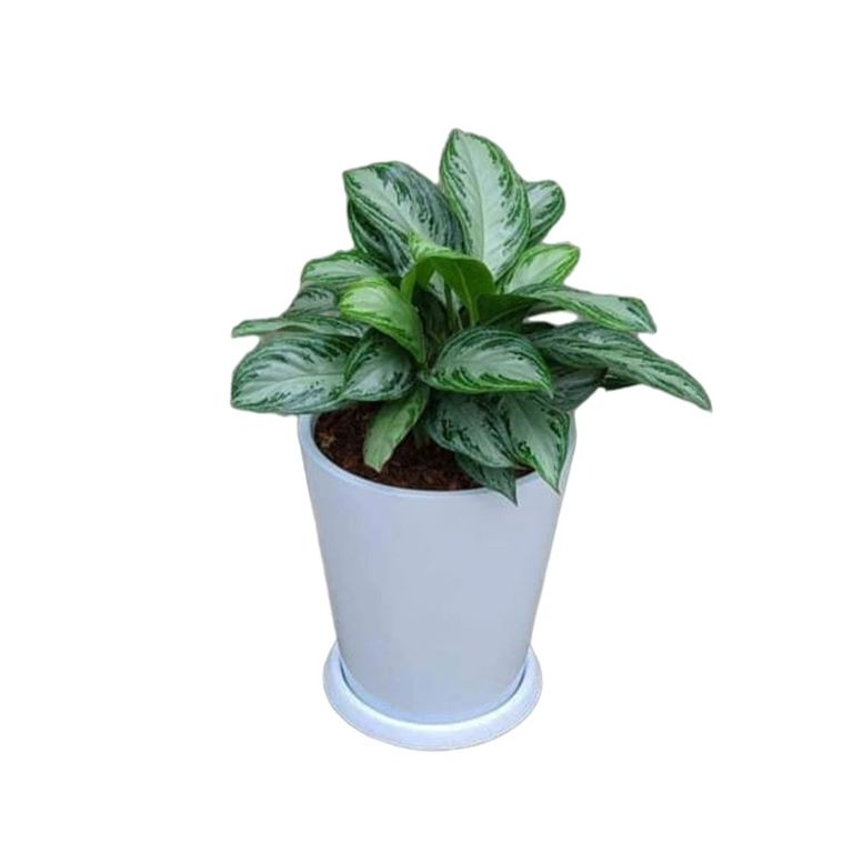 AGLONEMA EN CONO BLANCO