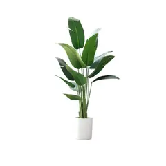 GENERICO - Palmera Viajera 1.85 m