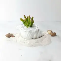 CONKRETE - Maceta de Cemento Caracola + Planta Suculenta aleatoria