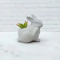 CONKRETE - Maceta de Cemento Conejo + Planta Suculenta modelo aleatorio