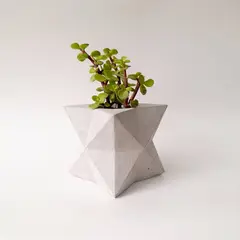CONKRETE - Maceta de Cemento Estrella + Planta Suculenta modelo aleatorio
