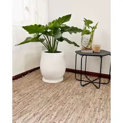 GENERICO - Filodendro Wilsonii en Maceta Fibra de vidrio Oreja de Elefante