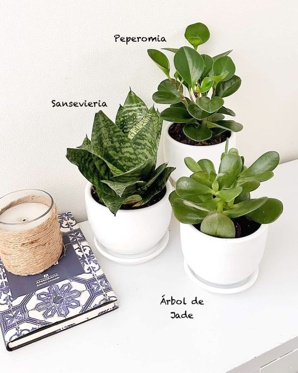 Set 3 Plantas para la oficina
