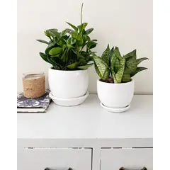 GENERICO - Set 2 Plantas para la oficina