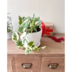 GENERICO - Planta Colgante Boa Njoy - Planta de interior