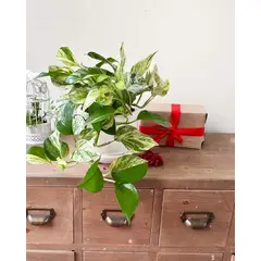 GENERICO - Planta Colgante Potus Boa Marble Queen - Planta de interior