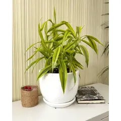 GENERICO - Lucky Bambu con maceta - Feng Shui - Planta de interior