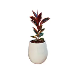 GENERICO - FICUS ELASTICA RUBY EN MACETA PERA BLANCO