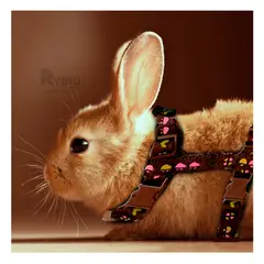 GENERICO - Correa para Mascotas Pequeñas de Color Marron Y+Stickers