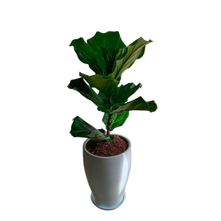 FICUS LYRATA EN MACETA CONO BLANCO DE ARCILLA