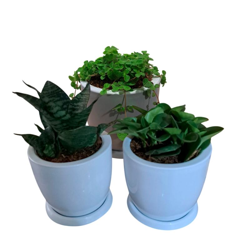 SET DE 3 PLANTAS PEQUEÑAS EN MACETA HUEVO BLANCO