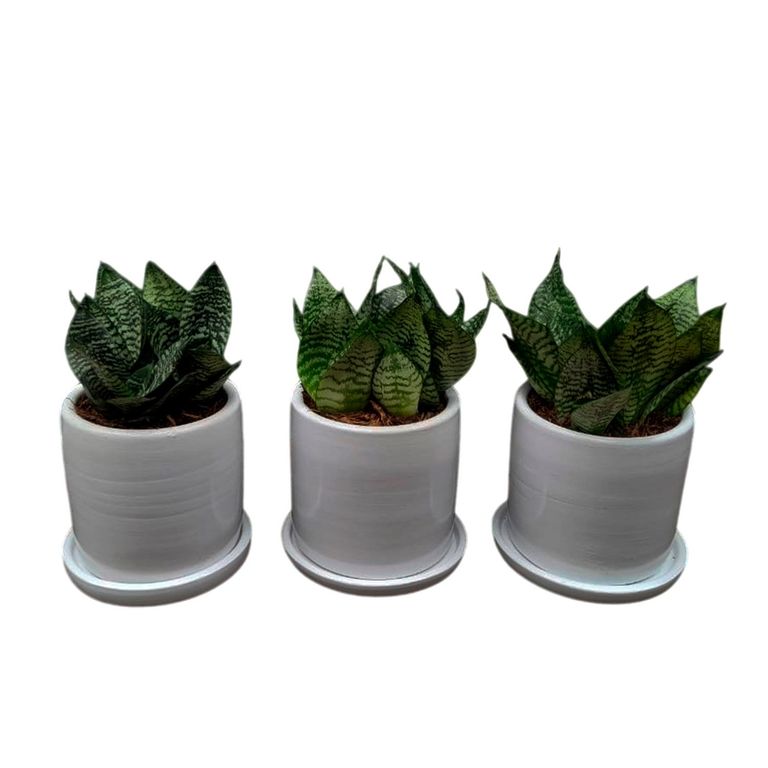 SET DE 3 SANSEVIERIA ENANA EN MACETA CILINDRO BLANCO