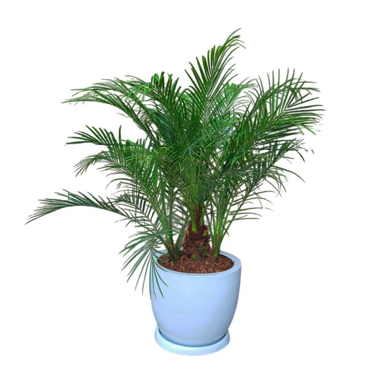 PALMERA RUBELINA EN MACETA HUEVO BLANCO