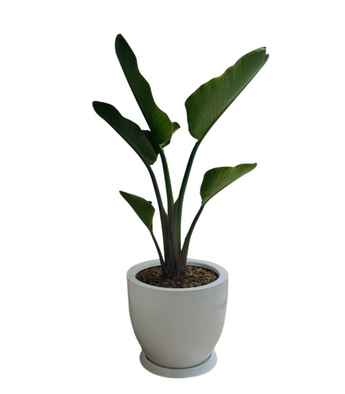 PALMERA STRELITZIA GIGANTE EN MACETA HUEVO BLANCO