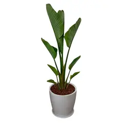 GENERICO - PALMERA STRELITZIA GIGANTE EN MACETA HUEVO BLANCO