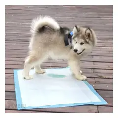 GENERICO - PAÑAL DE PISO PARA MASCOTAS TALLA M