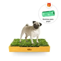 GENERICO - Sanitario de Pasto Natural para Perros - Talla M