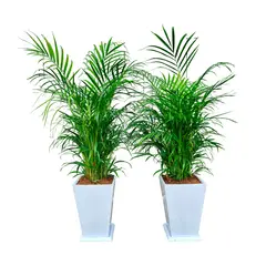 GENERICO - COMBO DE 2 PALMERA HAWAIANA EN MACETA PIRAMIDE BLANCO