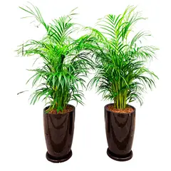 GENERICO - COMBO DE 2 PALMERA HAWAIANA EN MACETA MALVA MARRON