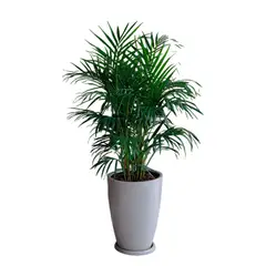 GENERICO - PALMERA HAWAIANA EN MACETA MALVA ARENA