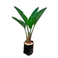 GENERICO - PALMERA STRELITZIA GIGANTE EN BOLSA