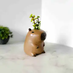CONKRETE - Maceta de Cemento Capibara + Planta Suculenta modelo aleatorio