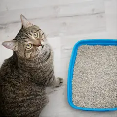 GENERICO - ARENA SANITARIA PARA ARENERO DE GATOS BOLSA 5KG