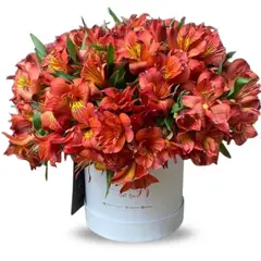 VI REGALANDO AMOR - Box Floral Astromelias Rojas - Ramo de Flores