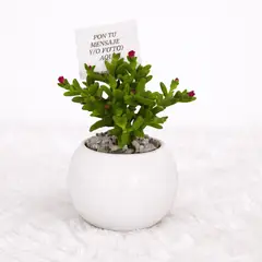 VI REGALANDO AMOR - Mini Suculentas - Planta Aleatoria