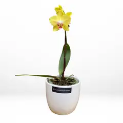 GENERICO - Mini Orquídea Amarilla en Maceta- Flores amarillas