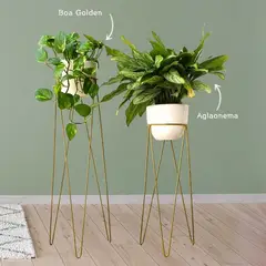 GENERICO - Plantas naturales con parante dorado no se oxidan ni despintan