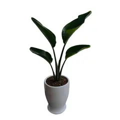 GENERICO - STRELITZIA GIGANTE EN MACETA CONO BLANCO DE ARCILLA