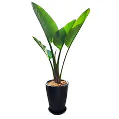 GENERICO - PALMERA STRELITZIA GIGANTE EN CONO NEGRO DE ARCILLA