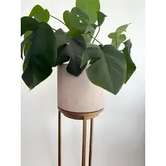 MAP DESIGN HOME - Macetero de Piso Savanah 23x85 cm