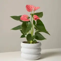 GENERICO - Porta maceta MA-Z Bub N15 color Mármol