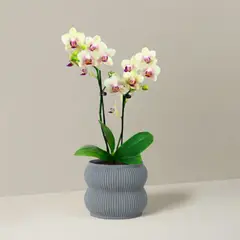 GENERICO - Porta maceta MA-Z Home N12 color Gris